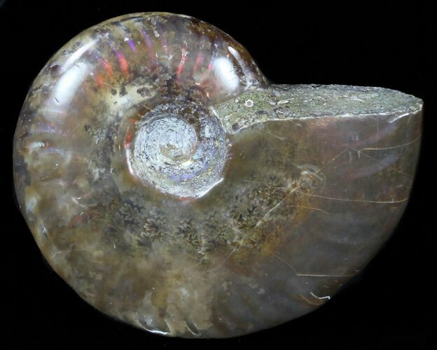Flashy Red Iridescent Ammonite - Wide #59901